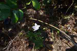 Flower, Aberdeen Country Park, 7 October 2018