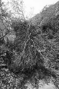 Damage caused by Typhoon Mangkhut,  Aberdeen Country Park, 7 October 2018