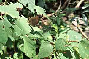 A Chocolate Pansy butterfly, Aberdeen Country Park, 7 October 2018