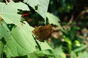 A Chocolate Pansy Butterfly, Aberdeen Country Park, 7 October 2018
