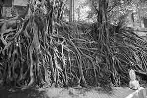 Wall trees, Kennedy Town, 9 October 2018