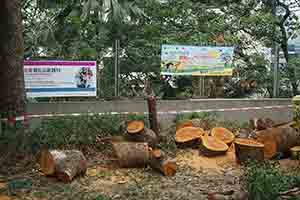 Felled trees in Hong Kong Park, Central, 14 October 2018