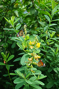 Tiger butterflies, Hong Kong Park, 14 October 2018