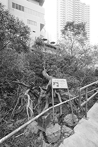 Tree near Hong Kong Parkview damaged by Typhoon Mangkhut, Tai Tam Country Park, 28 October 2018