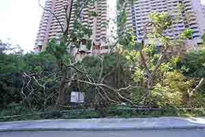 Tree damaged by Typhoon Mangkhut, Tai Tam Country Park, 28 October 2018