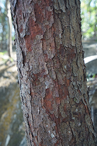 Tree trunk, Tai Tam Country Park, 28 October 2018