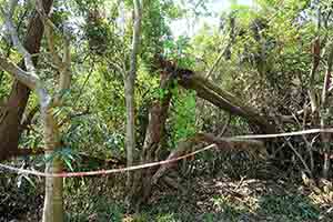 Tree damaged by Typhoon Mangkhut, Tai Tam Country Park, 28 October 2018