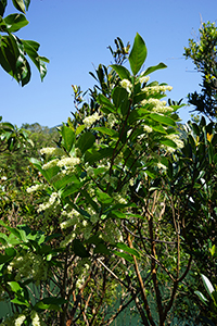 Flowers, Tai Tam Country Park, 28 October 2018