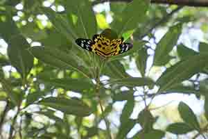 False Tiger Moth, Tai Tam Country Park, 28 October 2018