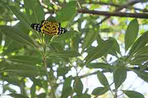 False Tiger Moth, Tai Tam Country Park, 28 October 2018