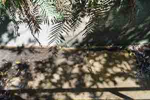 Shadows, Tai Tam Country Park, 28 October 2018