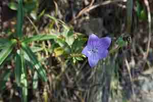 Flower, Tai Tam Country Park, 28 October 2018