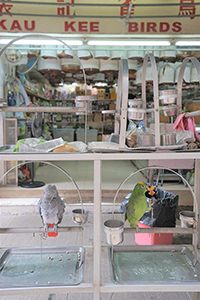 Parrots in Kau Kee Birds Shop, Tung Loi Lane, Sheung Wan, 31 October 2018