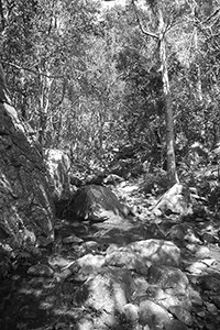 Rocks and trees, Pokfulam Country Park, 21 October 2018