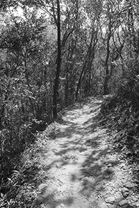 Shadows on the path, Pokfulam Country Park, 21 October 2018