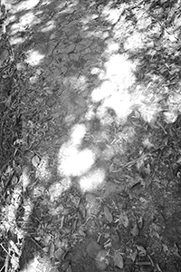 Shadow of trees on the path, Pokfulam Country Park, 21 October 2018