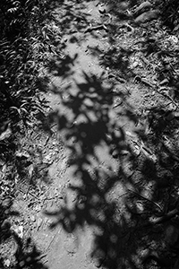 Shadows of trees on the path, Pokfulam Country Park, 21 October 2018