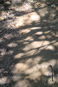 Shadows of trees on the path, Pokfulam Country Park, 21 October 2018