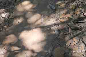 Shadows of trees on the path, Pokfulam Country Park, 21 October 2018