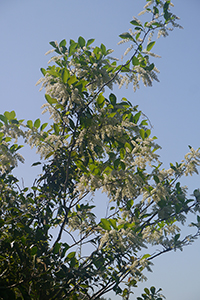 Tree with flowers, Lung Fu Shan Country Park, 21 October 2018