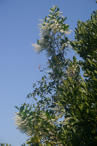 Tree with flowers, Lung Fu Shan Country Park, 21 October 2018