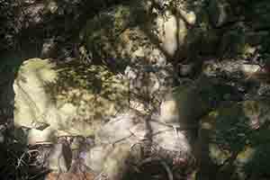 Shadow of trees on rocks, Lung Fu Shan Country Park, 21 October 2018