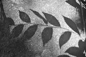 Shadow of leaves on a rock, Lung Fu Shan Country Park, 21 October 2018