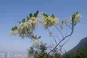Tree in bloom, Lung Fu Shan Country Park, 21 October 2018