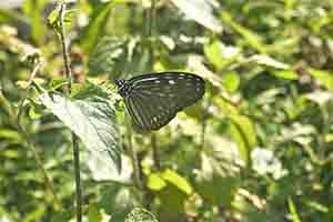 Butterfly, Harlech Road, The Peak, 21 October 2018