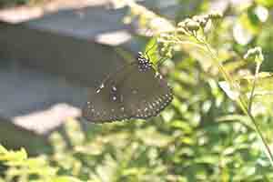 Butterfly, Harlech Road, The Peak, 21 October 2018