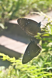 Blue-Spotted Crow Butterflies, Harlech Road, The Peak, 21 October 2018