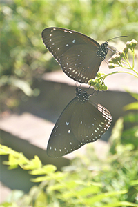 Blue-Spotted Crow Butterflies, Harlech Road, The Peak, 21 October 2018