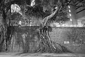 Trees on a wall, Hospital Road, 4 October 2018