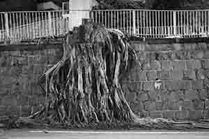 Tree roots on a wall, Hospital Road, Mid-Levels, 4 October 2018