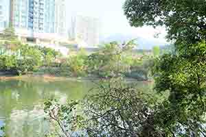 The Shing Mun River, Sha Tin, 5 October 2018