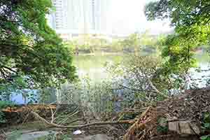 The Shing Mun River, Sha Tin, 5 October 2018