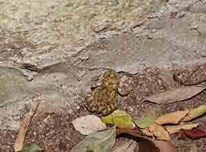 Toad, Lung Fu Shan, 2 November 2018