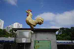 Chicken, Ping Shan, Yuen Long, 11 November 2018