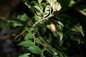 Butterfly pupa, Lung Fu Shan, 2 November 2018