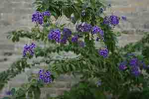 Duranta erecta, Ping Shan, Yuen Long, 11 November 2018