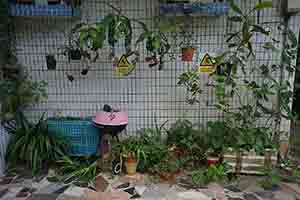 Plants in front of a village building, Ping Shan, Yuen Long, 11 November 2018