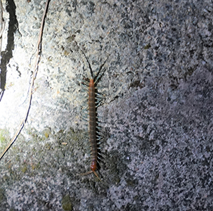 Insect climbing, Lung Fu Shan, 2 November 2018