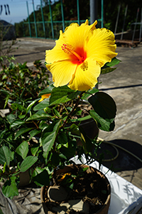 Hibiscus flower, Lantau, 18 November 2018