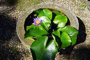 Lotus at Yim Hing Temple, Lantau, 18 November 2018