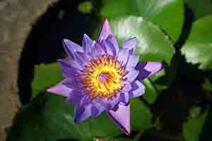 Lotus at Yim Hing Temple, Lantau, 18 November 2018