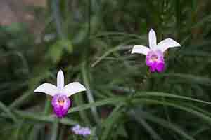 Orchids, Kwun Yam monastery, Lantau, 18 November 2018