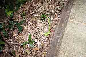 Snake, Lung Fu Shan, 2 November 2018