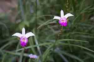 Orchids, Kwun Yam monastery, Lantau, 18 November 2018