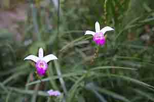 Orchids, Kwun Yam monastery, Lantau, 18 November 2018