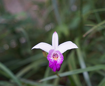 Orchids, Kwun Yam monastery, Lantau, 18 November 2018